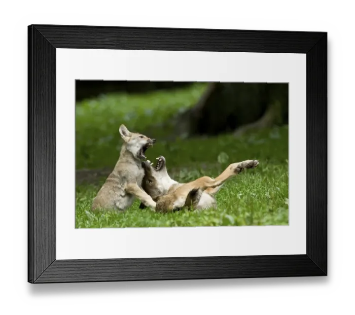 Framed Print : Gray Wolves (Canis lupus), adult playing with young animal Framed Print : Gray Wolves (Canis lupus), adult playing with young animal