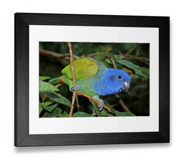 Framed Print : Blue-headed Parrot (Pionus menstruus) Framed Print : Blue-headed Parrot (Pionus menstruus)