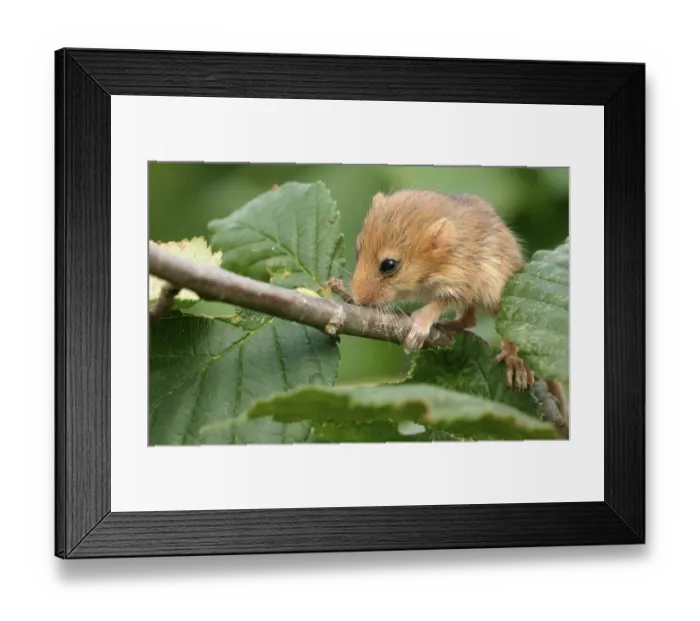 Framed Print : Hazel Dormouse (Muscardinus avellanarius), pup Framed Print : Hazel Dormouse (Muscardinus avellanarius), pup