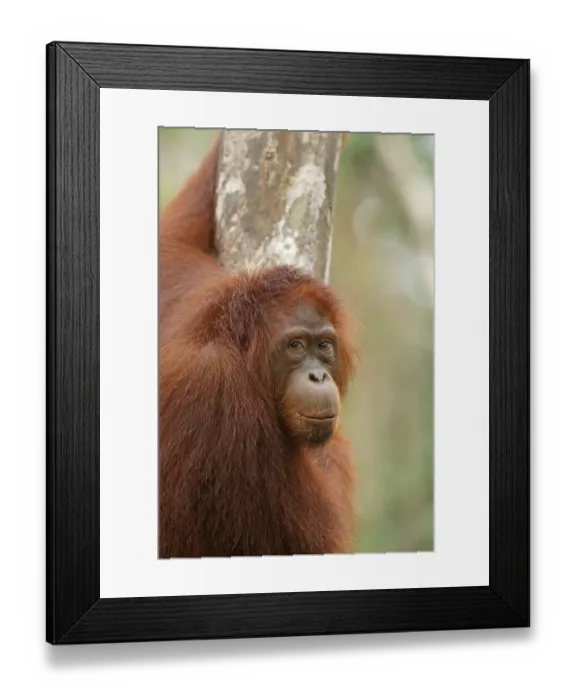 Framed Print : Bornean Orangutan (Pongo pygmaeus)