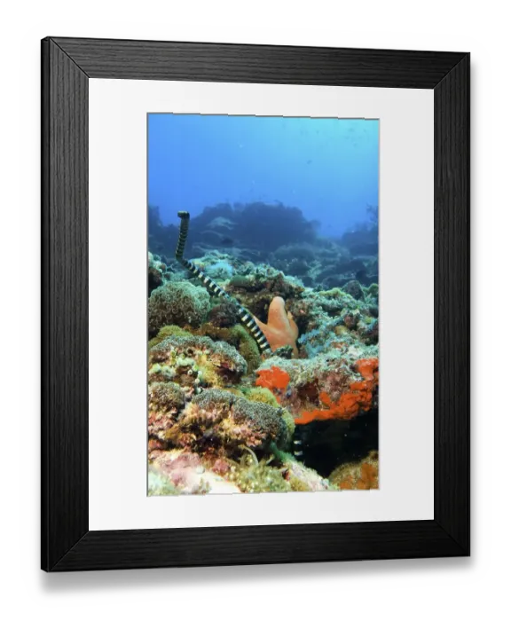 Framed Print : Banded sea krait or banded sea snake