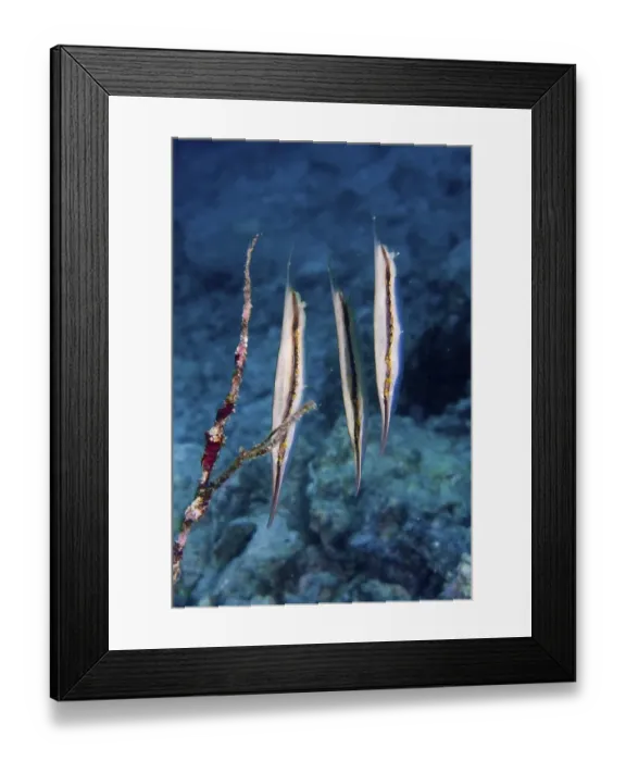 Framed Print : Razorfish (Aeoliscus strigatus), Indonesia, Asia