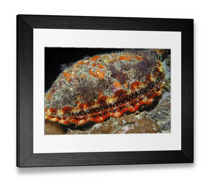 Framed Print : Unidentified scallop (Pectinidae) Framed Print : Unidentified scallop (Pectinidae)
