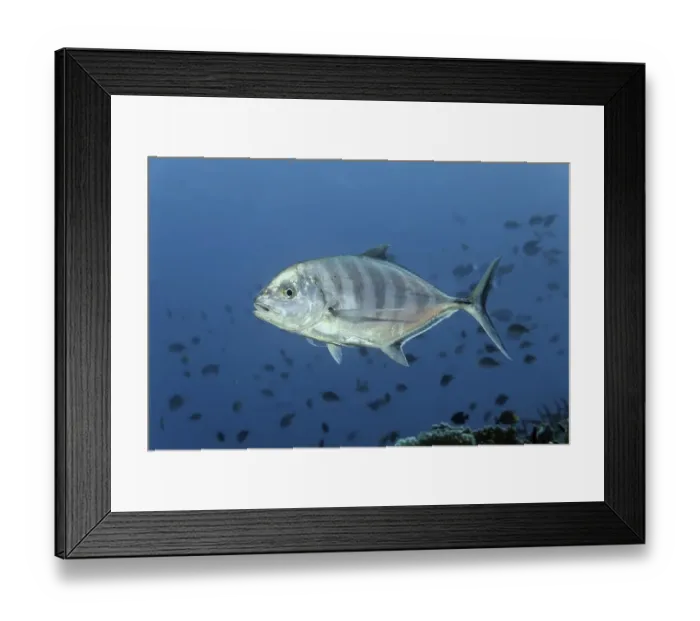 Framed Print : Blue trevally (Carangoides ferdau) Framed Print : Blue trevally (Carangoides ferdau)
