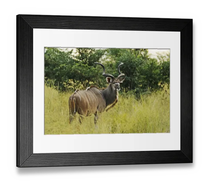 Framed Print : Greater Kudu (Tragelaphus strepsiceros)