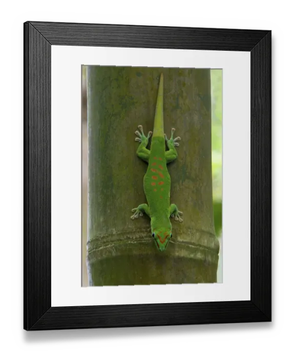 Framed Print : Madagascar giant day gecko (Phelsuma madagascariensis)