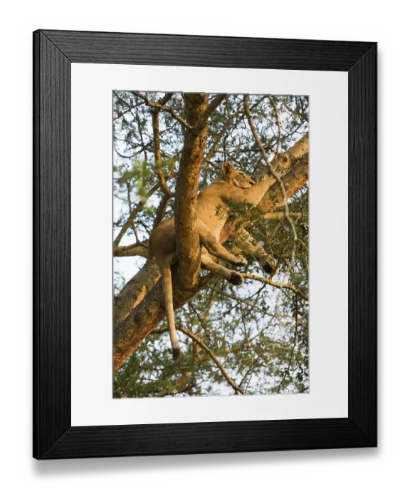 Framed Print : One of the famous tree-climbing lions (Panthera leo)