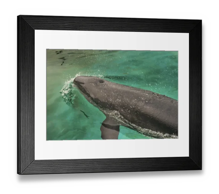 Framed Print : Short-finned Pilotwhale (Globicephala macrorhynchus)