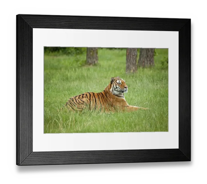 Framed Print : Bengal tiger (Panthera tigris tigris) Framed Print : Bengal tiger (Panthera tigris tigris)