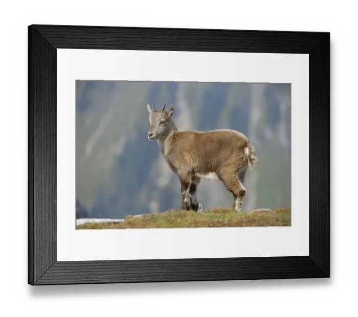 Framed Print : Alpine Ibex or Steinbock or Ibex (Capra ibex) Framed Print : Alpine Ibex or Steinbock or Ibex (Capra ibex)
