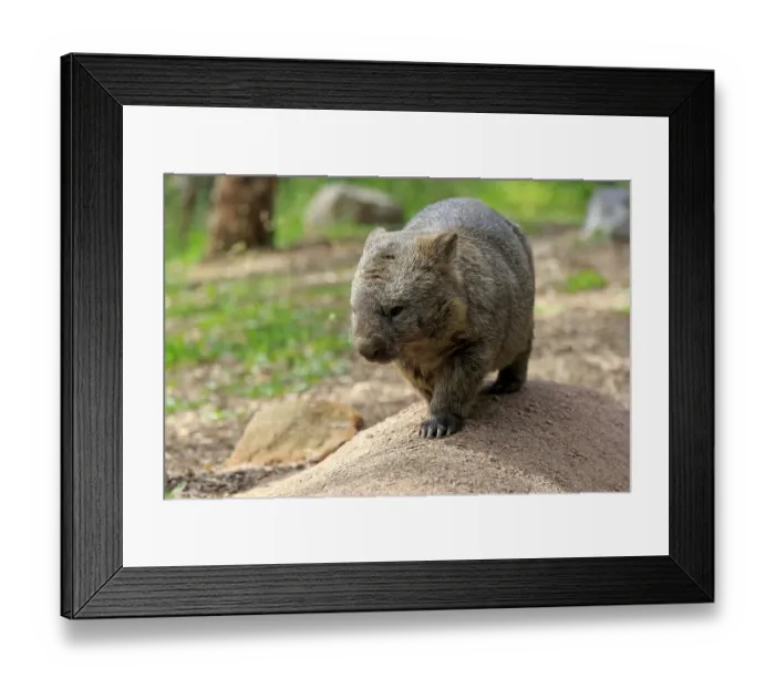 Framed Print : Common common wombat (Vombatus ursinus)