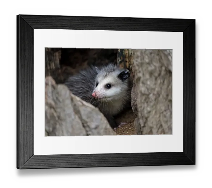 Framed Print : Virginia opossum (Didelphis virginiana) Framed Print : Virginia opossum (Didelphis virginiana)