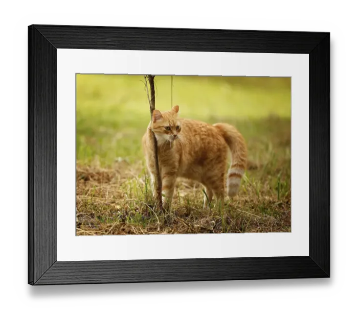 Framed Print : Red tabby cat rubbing itself against a bush on a meadow Framed Print : Red tabby cat rubbing itself against a bush on a meadow