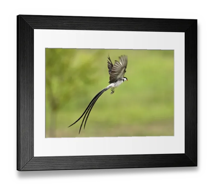 Framed Print : Pin-tailed Whydah (Vidua macroura)