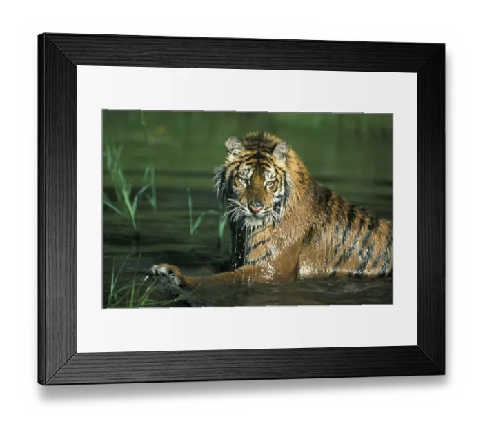 Framed Print : Siberian tiger (Panthera tigris altaica)