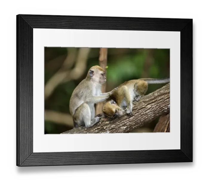 Framed Print : Two long-tailed macaques (Macaca fascicularis)