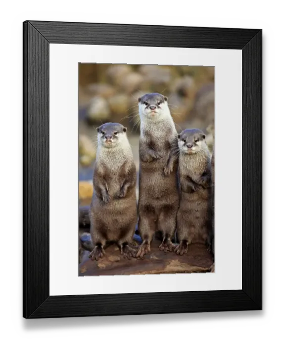 Framed Print : Oriental small-clawed otters or Asian small-clawed otters (Amblonyx cinerea)