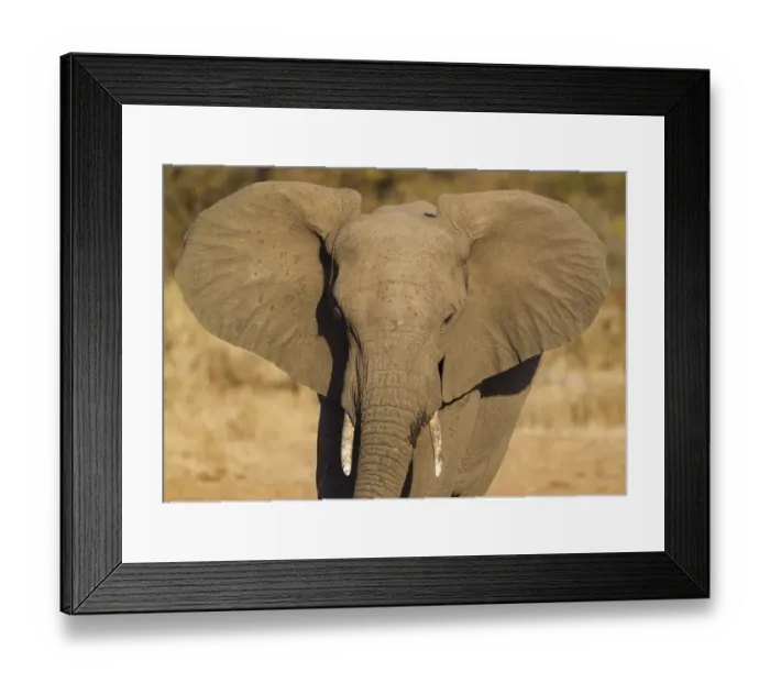 Framed Print : African Elephant (Loxodonta africana)