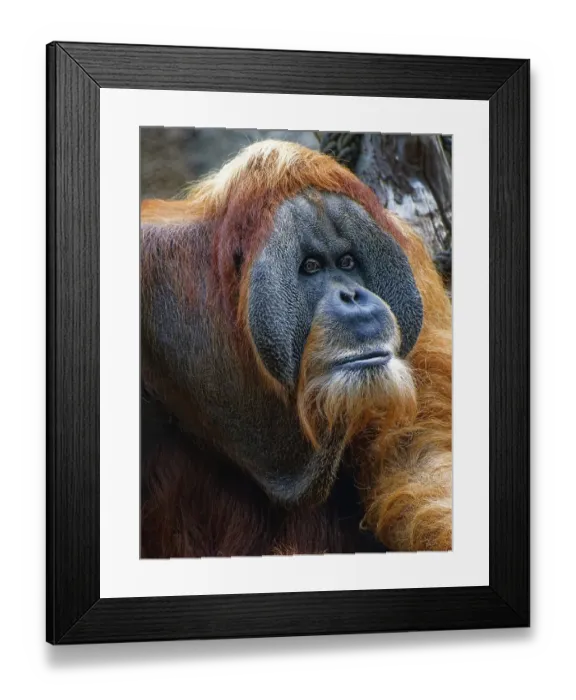 Framed Print : Animal portrait, Bornean orangutan (pongo pygmaeus)