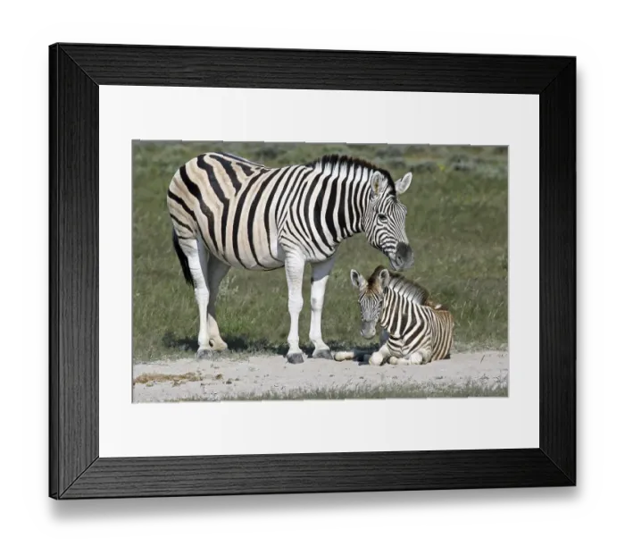 Framed Print : Burchell's zebra (Equus quagga burchellii) with foal