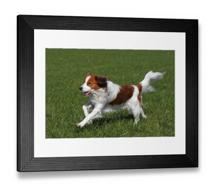 Framed Print : Kooikerhondje or Kooiker Hound (Canis lupus familiaris)