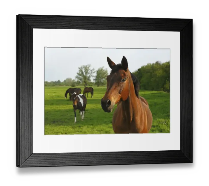 Framed Print : Horses standing on a pasture in the evening light Framed Print : Horses standing on a pasture in the evening light
