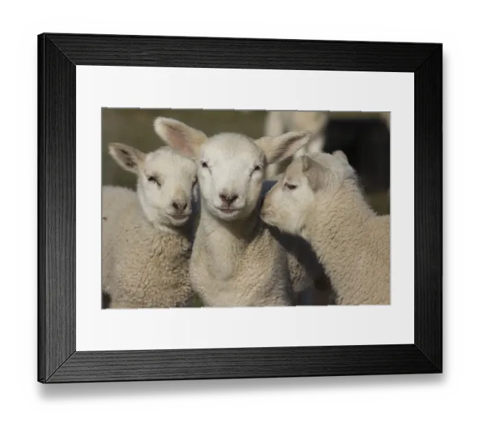 Framed Print : Domestic sheep (Ovis orientalis aries), lambs