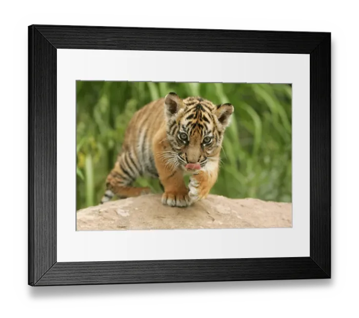 Framed Print : Sumatran tiger (Panthera tigris sumatrae), young