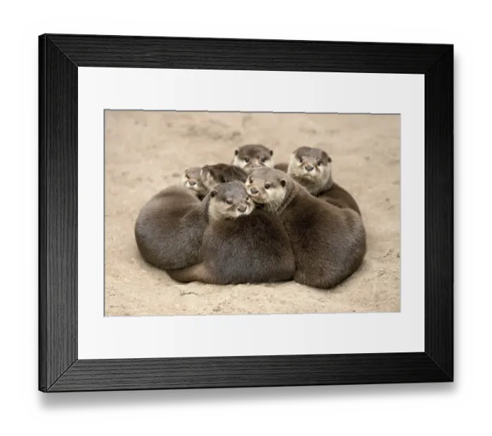 Framed Print : Oriental small clawed otter (Aonyx cinerea)