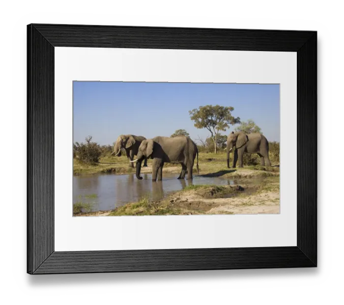 Framed Print : African elephants (Loxodonta africana) at a waterhole