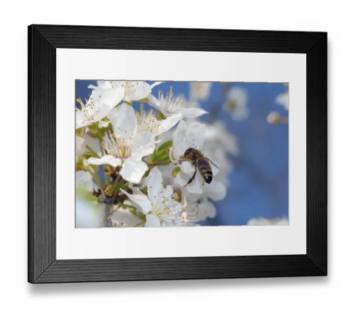 Framed Print : Honey bee (Apis mellifera) collecting pollen
