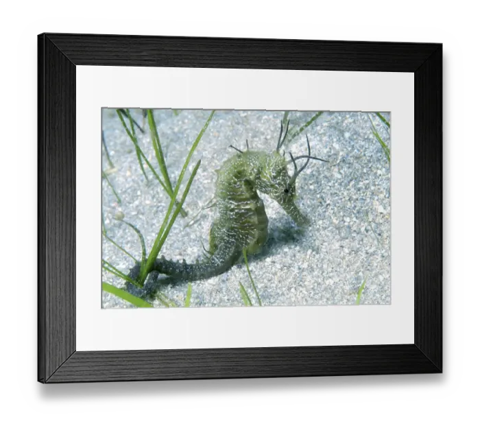 Framed Print : Short-snouted Seahorse (Hippocampus hippocampus)