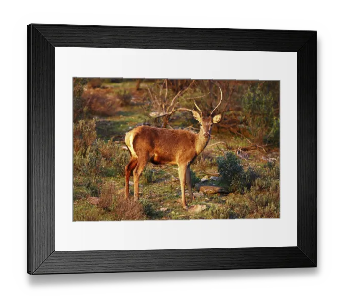 Framed Print : Red Deer (Cervus elaphus) with different horns