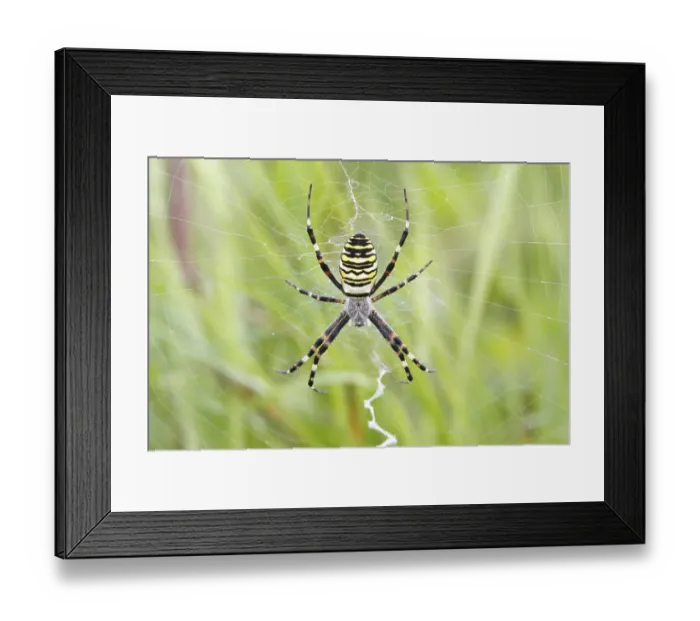 Framed Print : Wasp Spider (Argiope bruennichi)
