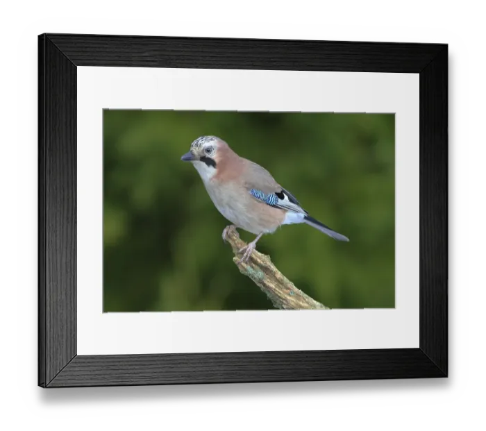 Framed Print : Jay (falco tinnunculus) perched on a branch