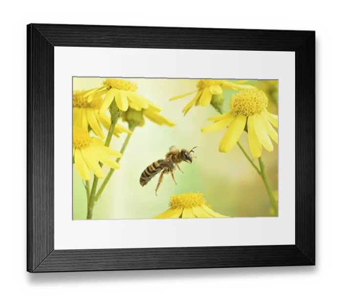 Framed Print : Sweat Bee (Halictus scabiosae) Framed Print : Sweat Bee (Halictus scabiosae)