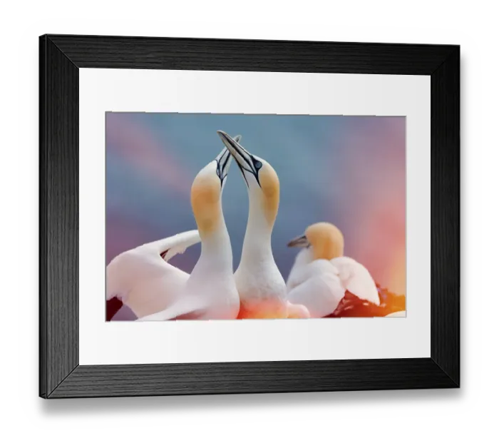 Framed Print : Northern gannet (Morus bassanus)