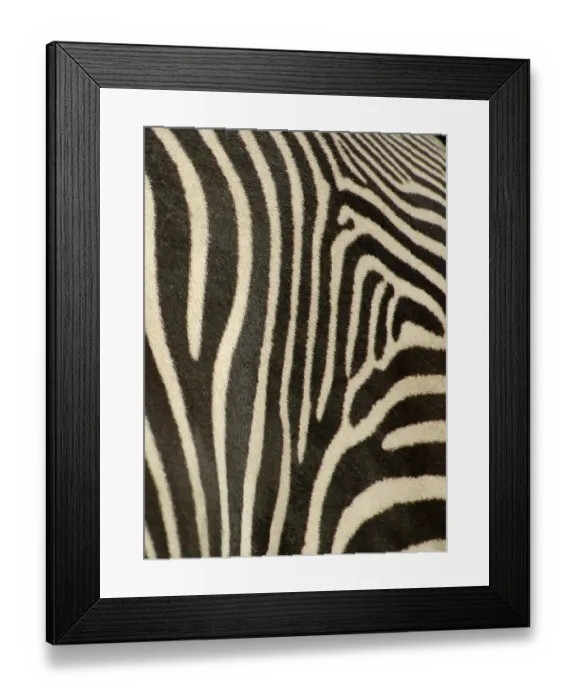 Framed Print : Coat of zebra, grevyzebra, detail Framed Print : Coat of zebra, grevyzebra, detail