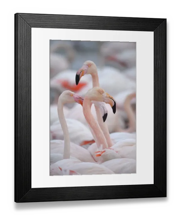 Framed Print : Greater flamingo (Phoenicopterus roseus)