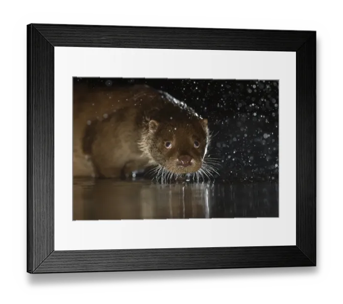 Framed Print : European otter (Lutra lutra) shaking water off coat