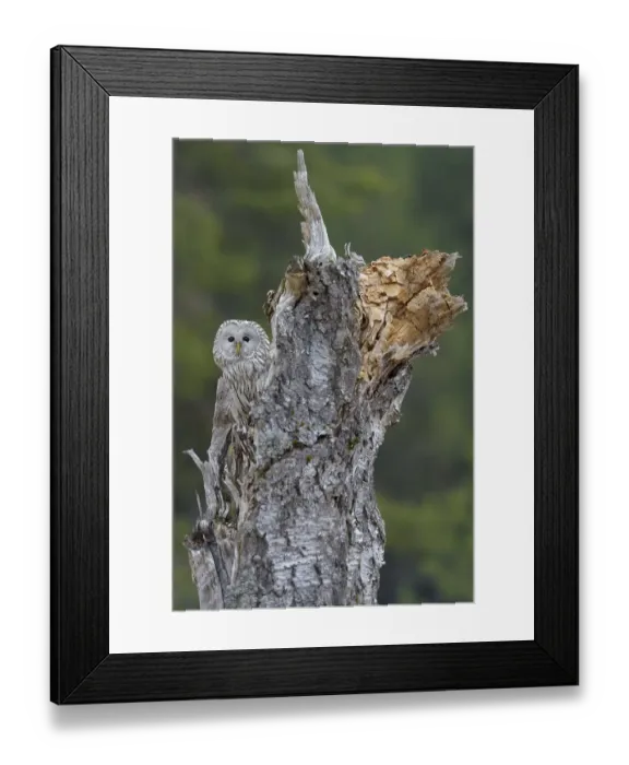 Framed Print : Ural Owl (Strix uralensis), sitting on old birch trunk