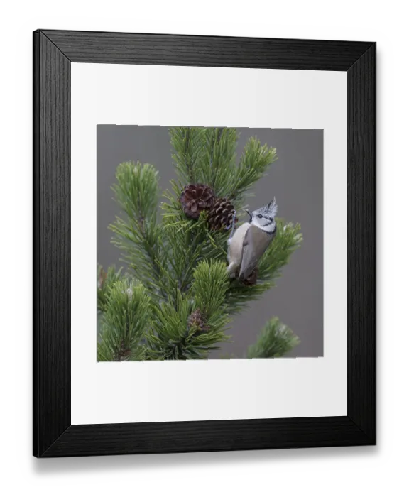 Framed Print : Crested tit (Lophophanes cristatus)