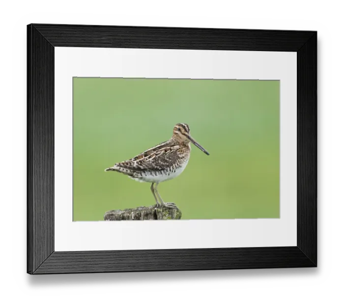 Framed Print : Common Common snipe (Gallinago gallinago) Framed Print : Common Common snipe (Gallinago gallinago)