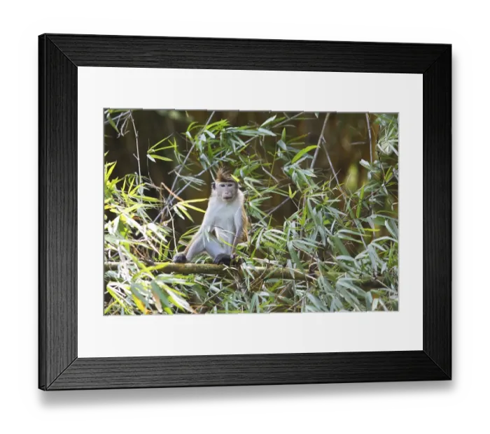 Framed Print : Ceylon hat monkey (Macaca sinica) on a bamboo by the Mahaweli River Framed Print : Ceylon hat monkey (Macaca sinica) on a bamboo by the Mahaweli River