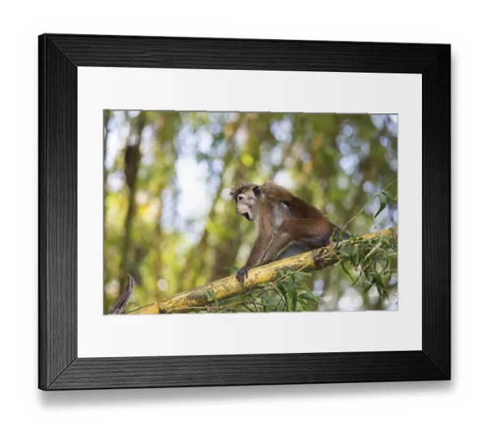Framed Print : Ceylon hat monkey (Macaca sinica) on a bamboo by the Mahaweli River Framed Print : Ceylon hat monkey (Macaca sinica) on a bamboo by the Mahaweli River