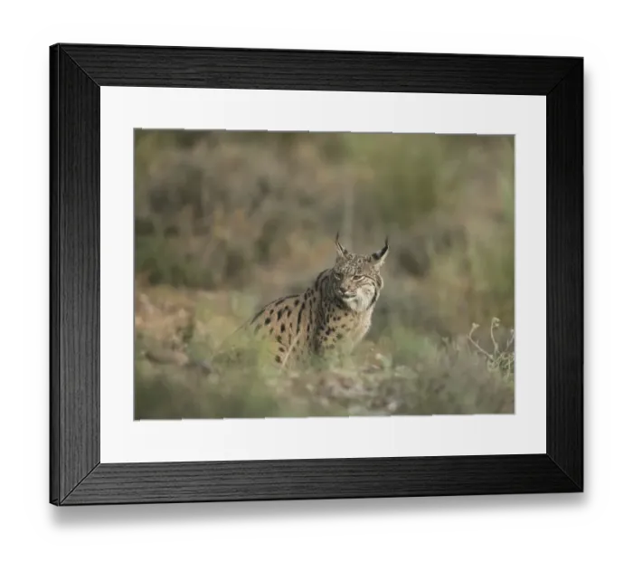 Framed Print : Pardell Lynx female, Iberian Lynx (Lynx pardinus)