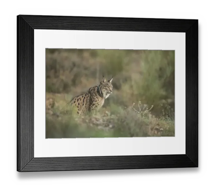 Framed Print : Pardell Lynx female, Iberian Lynx (Lynx pardinus) Framed Print : Pardell Lynx female, Iberian Lynx (Lynx pardinus)