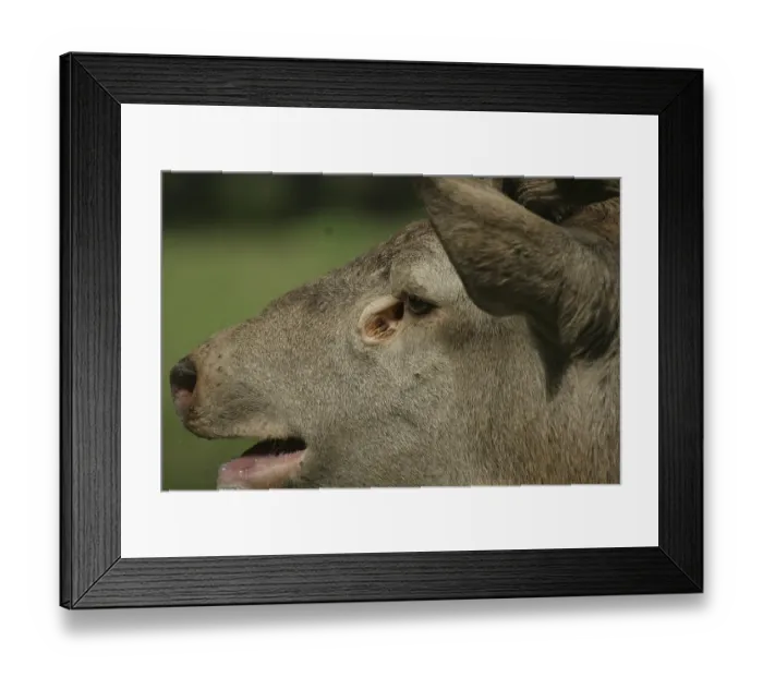Framed Print : Red Deer (Cervus elaphus), its tear duct widely opened