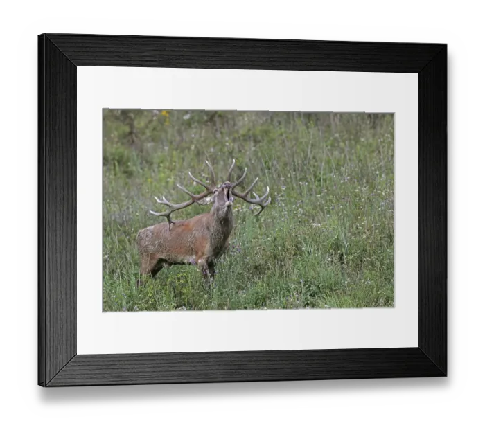 Framed Print : Red deer (Cervus elaphus), calling Framed Print : Red deer (Cervus elaphus), calling