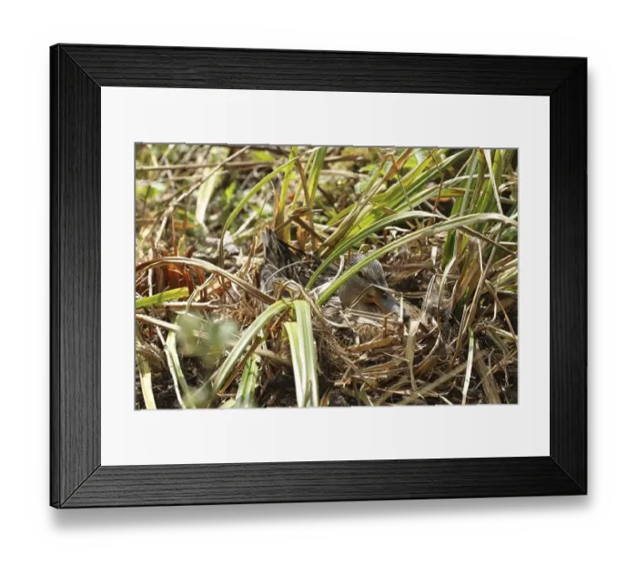 Framed Print : Mallard (Anas platyrhynchos) broods on the nest